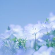 白うさぎさんのアイコン画像