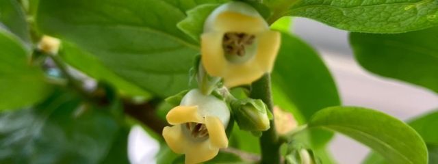 るんるんさんの壁紙画像