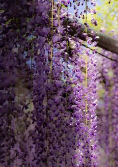 胡蝶家の人間、鬼になったらしい.