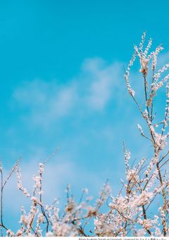 『　水色の 卒業証書　』