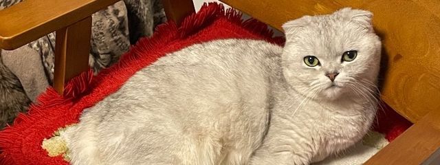 無気力さんの壁紙画像