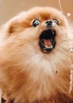 やぁ！みんな！ポメラニアンだ！