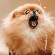 ポメラニアン@ライチャさんのアイコン画像