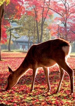 13兄妹の笑いあり涙ありのお話