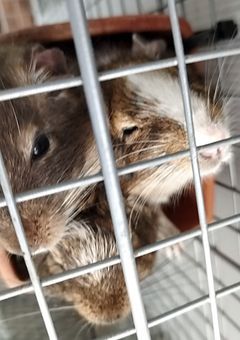友達ほしーな