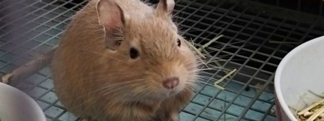 もに★アンテ好き*⋆꒰ঌペア画中！さんの壁紙画像