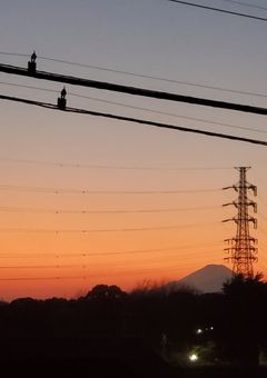 都会の私は田舎のあなたと夢を見る