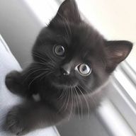 コランニュレンさんのアイコン画像