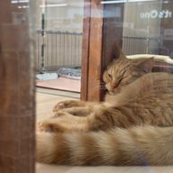 mimiさんのアイコン画像