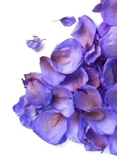 僕/俺は誰も信じない