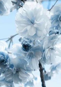 迷惑かけたくないから 💙ver