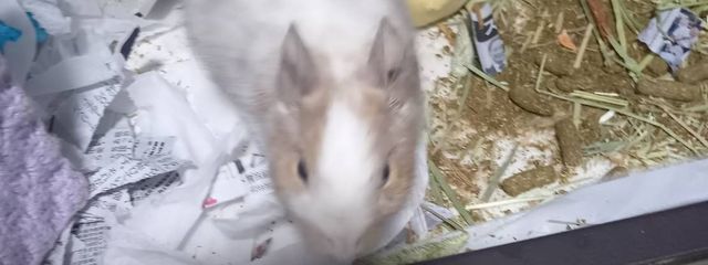 つばちこさんの壁紙画像