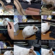 つばちこさんのアイコン画像