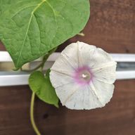 ʀɪᴋᴏ🐿さんのアイコン画像