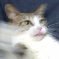 ゆらのさんのアイコン画像