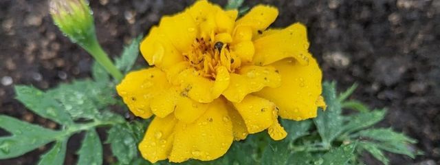 いちごみるく@あまみるさんの壁紙画像