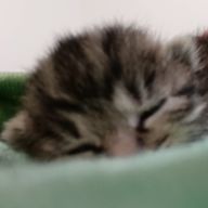 あいあいさんのアイコン画像