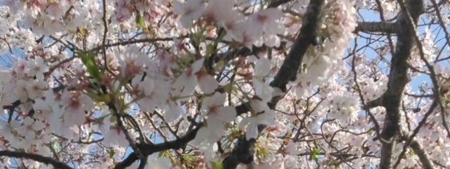 桜ひなさんの壁紙画像