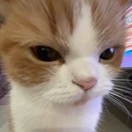 ネキ🍓さんのアイコン画像