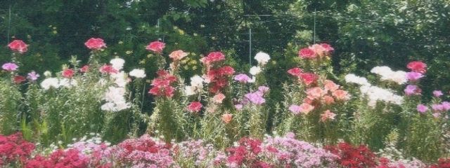からんさんの壁紙画像