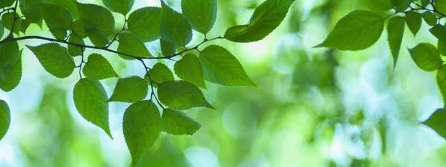 まっちゃらてさんの壁紙画像