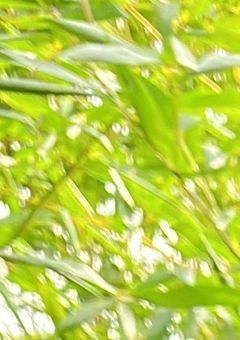 inm┊︎早起きの日は、君の音楽会