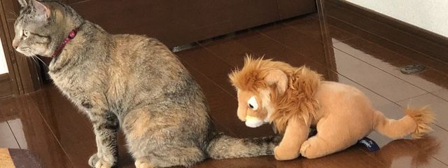 モモスムージー　活動休止中　たまに投稿するかもしれないさんの壁紙画像