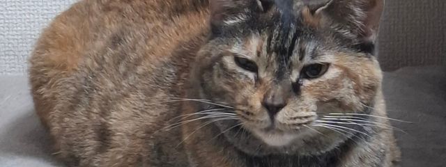 123＃23@猫の下僕さんの壁紙画像