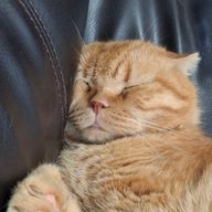 123＃23@猫の下僕さんのアイコン画像