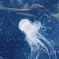 しーちゃんさんのアイコン画像