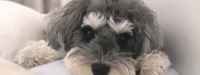 あいつの妹さんの壁紙画像