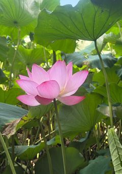 タケヤキ翔くんが虐められてます！？