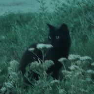 🐈⬛さんのアイコン画像