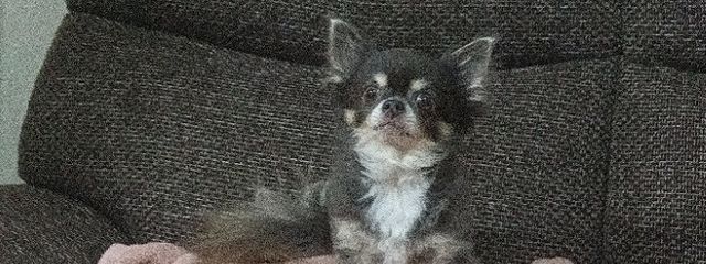 暁夜さんの壁紙画像