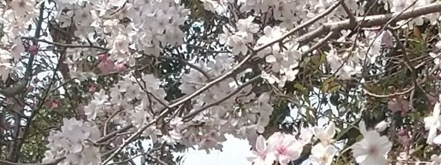 まぁやさんの壁紙画像