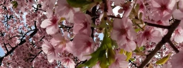 桜雨さんの壁紙画像