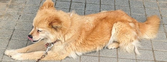 ほうじ茶ラテ315(2代目)さんの壁紙画像
