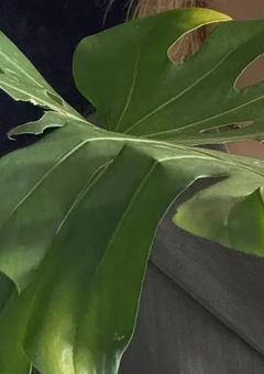 Marked by eight beasts