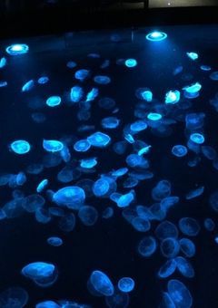 A painful, beautiful, glass-like world 〜苦しく　美しく　ガラスの様な世界〜