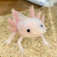 おかりなさんのアイコン画像