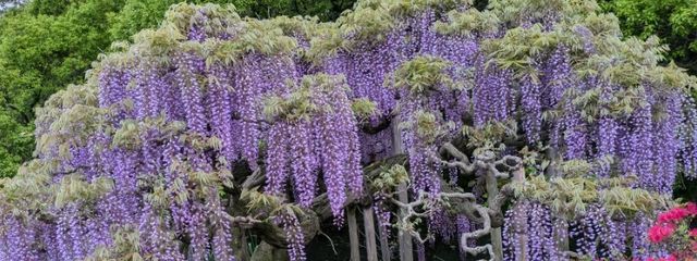 長期休みの千絵さんの壁紙画像