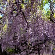 秀麗さんのアイコン画像