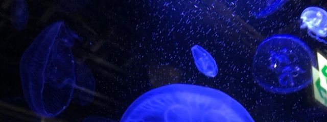 カニさんの壁紙画像