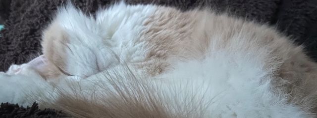 さやあんこ　さんの壁紙画像