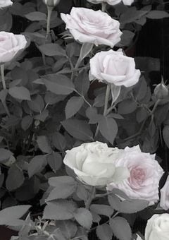 亡 き 仲 間 た ち に 綺 麗 な 花 を