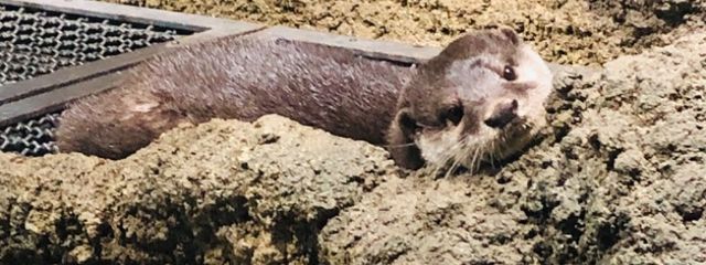 鸞架さんの壁紙画像