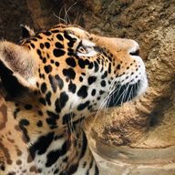 鸞架さんのアイコン画像