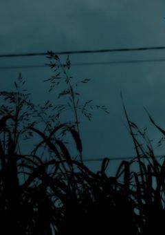 《生態前線》【一次創作版】