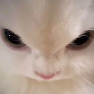 🐈‍⬛さんのアイコン画像