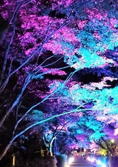文マヨでフレなろ！初心者です